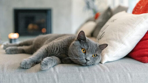 British Shorthair Cat Breed Information Purina